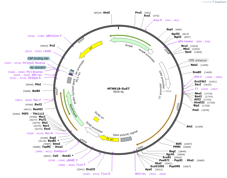 213349-plasmid-map-sequence-id-430875