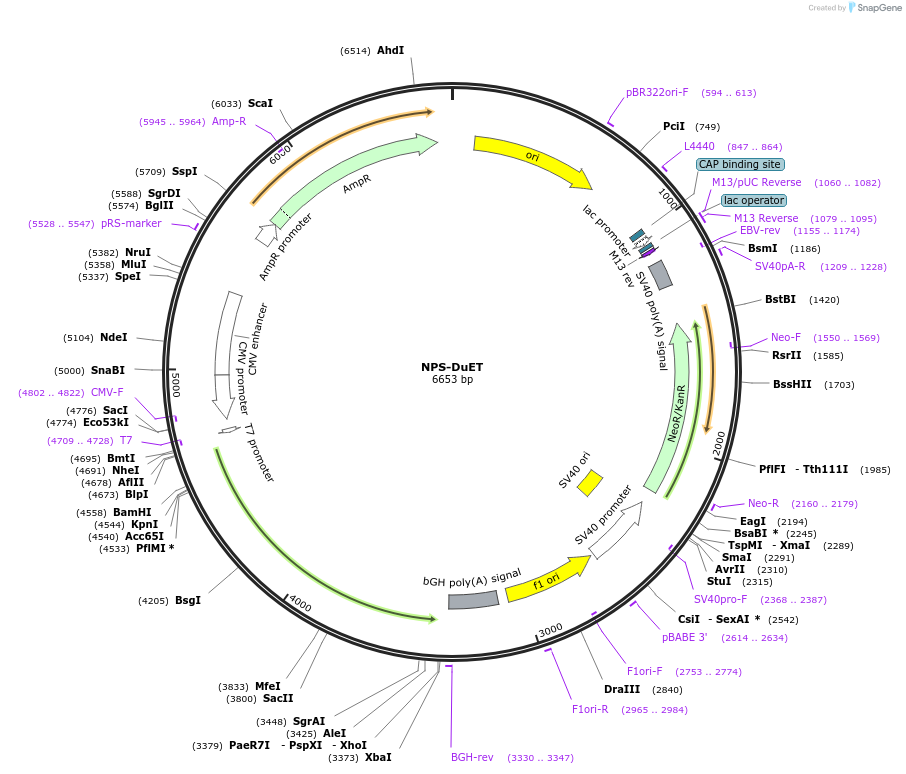 213353-plasmid-map-sequence-id-430876