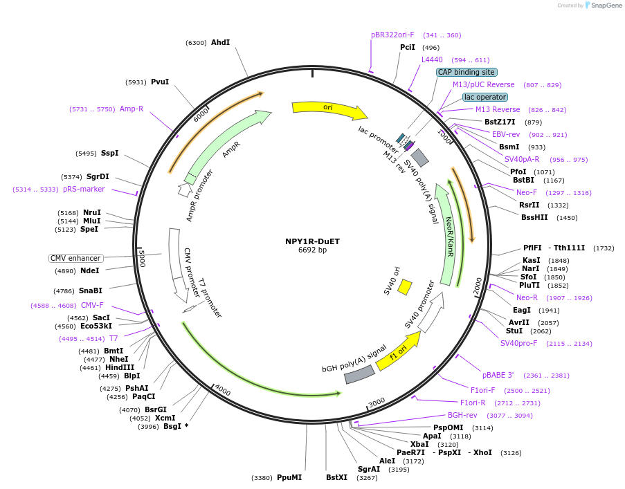 213354-plasmid-map-sequence-id-430877
