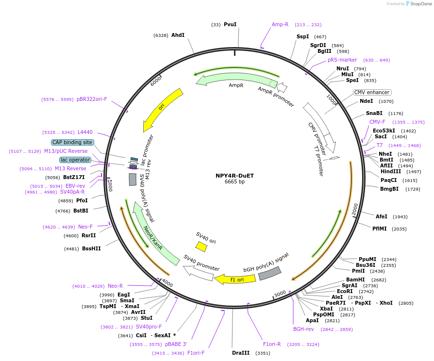 213355-plasmid-map-sequence-id-430878