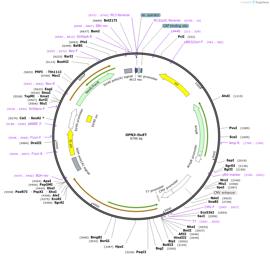 213357-plasmid-map-sequence-id-430879