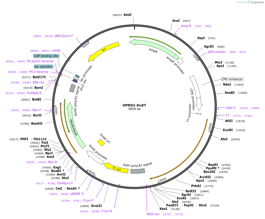 213358-plasmid-map-sequence-id-430880