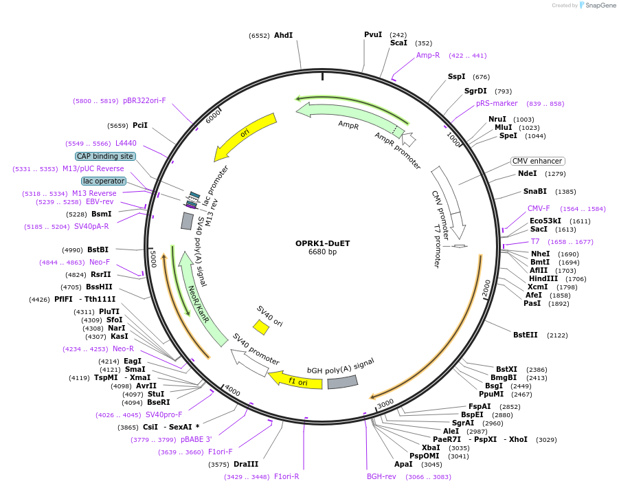 213359-plasmid-map-sequence-id-430881