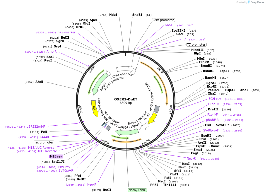 213362-plasmid-map-sequence-id-430883