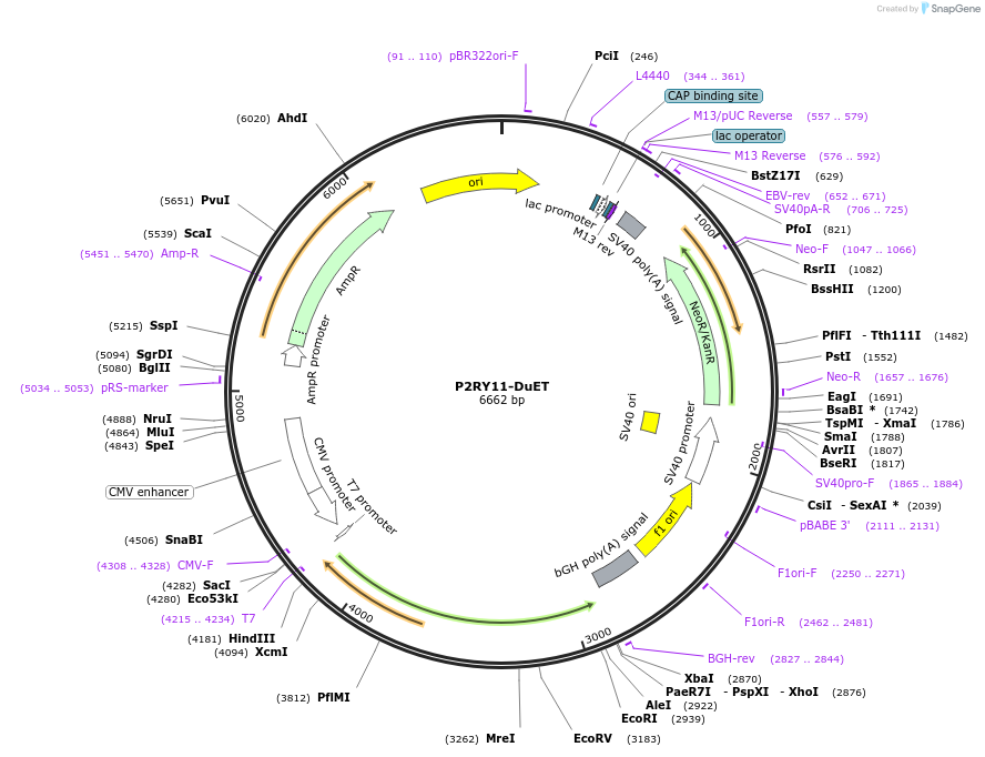 213364-plasmid-map-sequence-id-430884