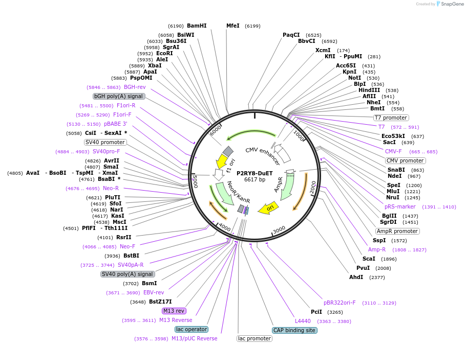 213365-plasmid-map-sequence-id-430885