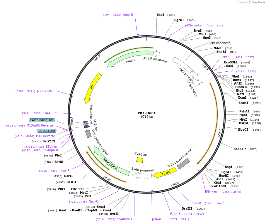 213366-plasmid-map-sequence-id-430886