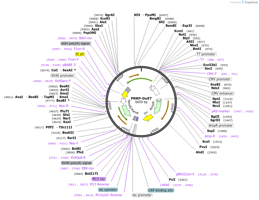 213367-plasmid-map-sequence-id-430887