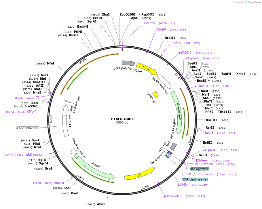 213368-plasmid-map-sequence-id-430888