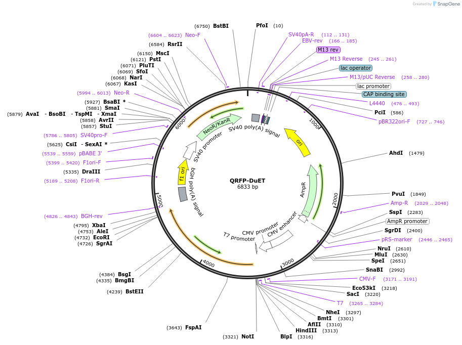 213372-plasmid-map-sequence-id-430889