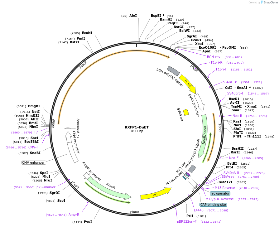 213373-plasmid-map-sequence-id-430890