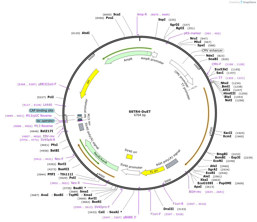 213379-plasmid-map-sequence-id-430891