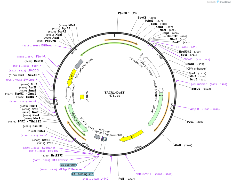 213385-plasmid-map-sequence-id-430892