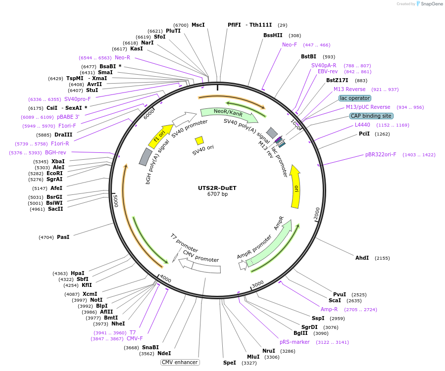 213386-plasmid-map-sequence-id-430893