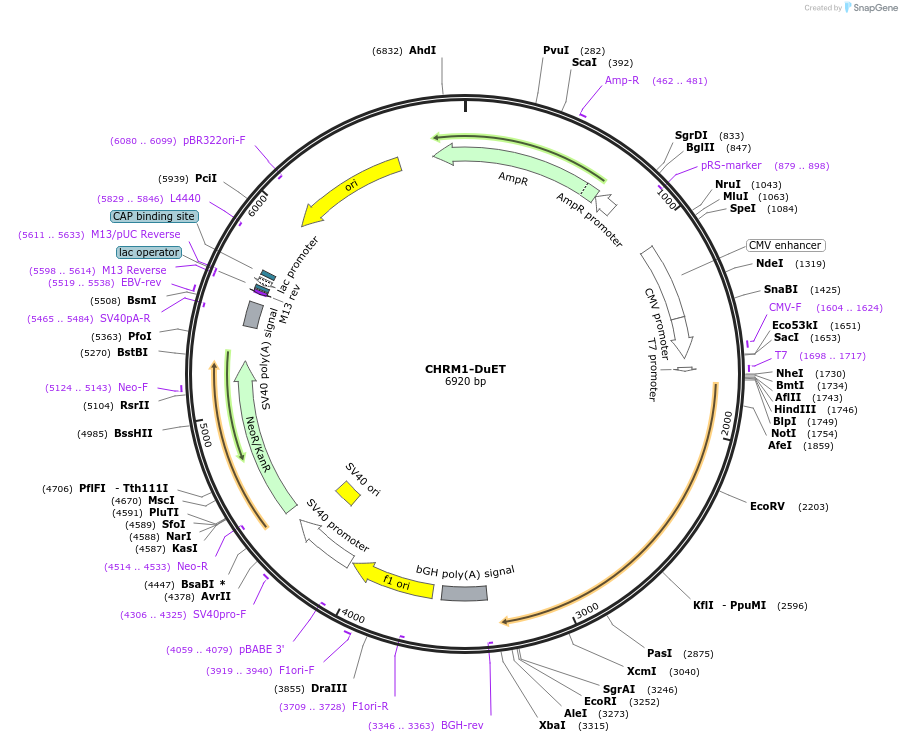 213207-plasmid-map-sequence-id-430894