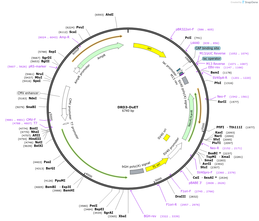 213229-plasmid-map-sequence-id-430895
