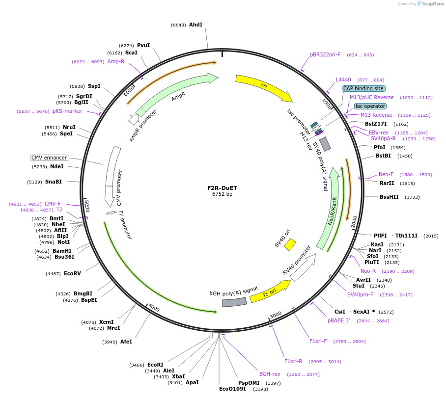 213234-plasmid-map-sequence-id-430897