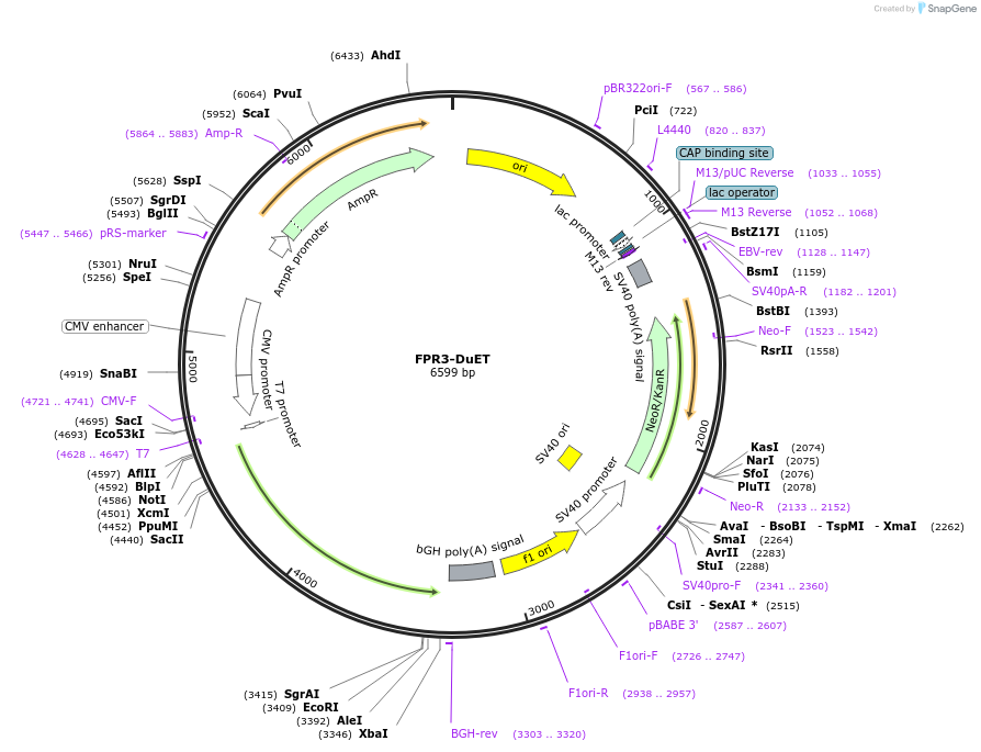213241-plasmid-map-sequence-id-430898