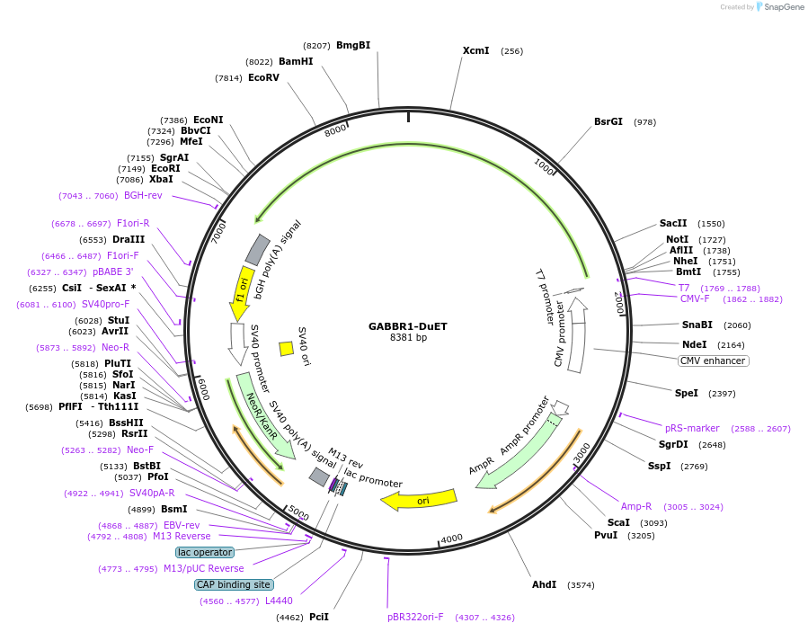 213247-plasmid-map-sequence-id-430899
