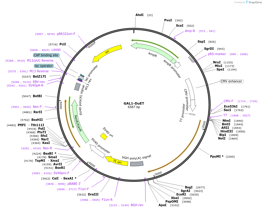 213248-plasmid-map-sequence-id-430900