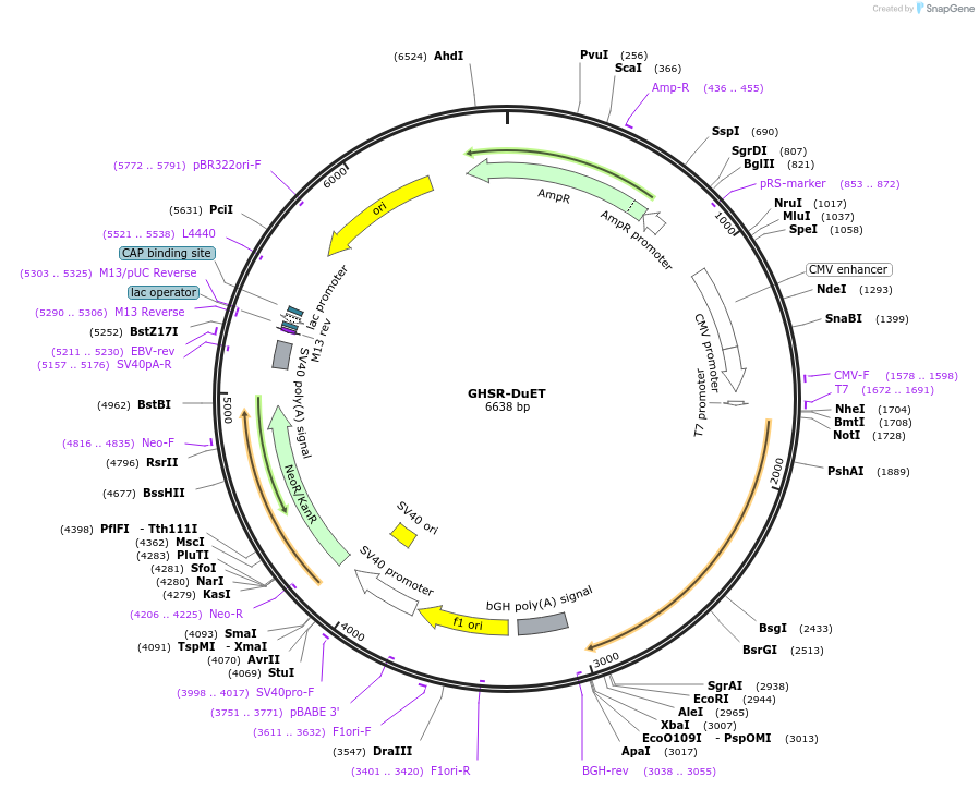 213251-plasmid-map-sequence-id-430901