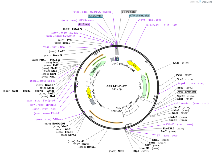 213263-plasmid-map-sequence-id-430902