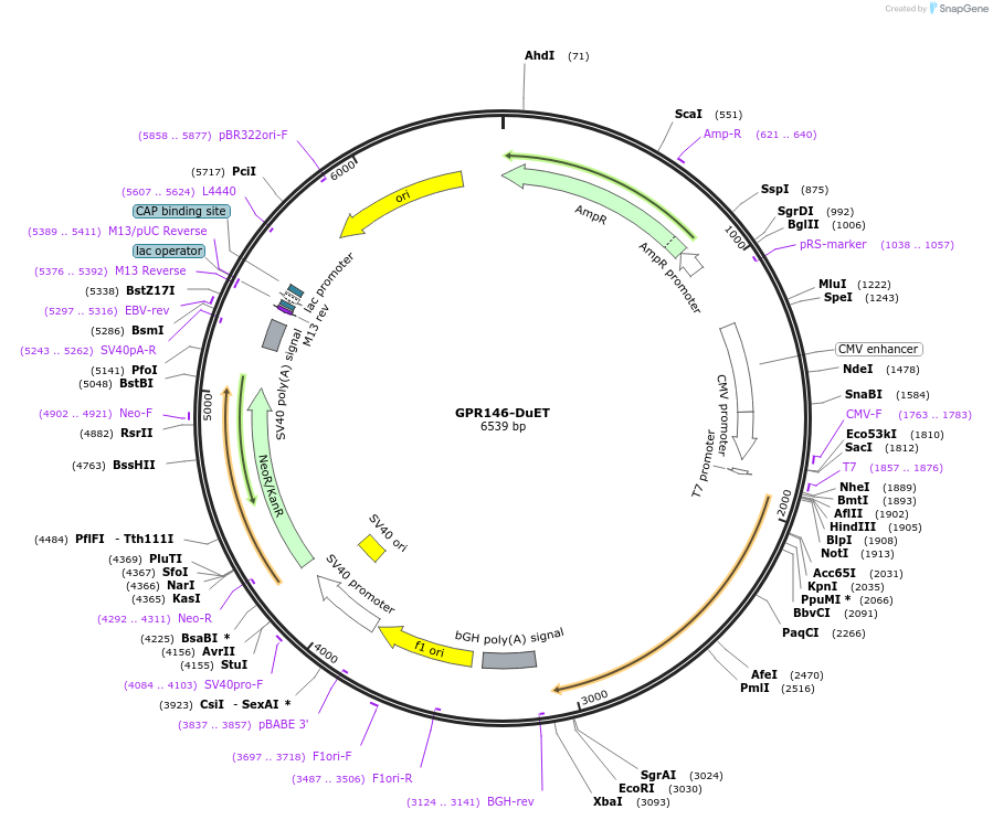 213265-plasmid-map-sequence-id-430903