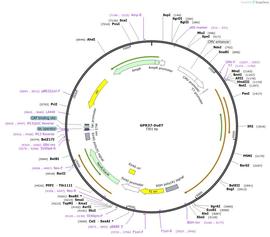 213282-plasmid-map-sequence-id-430904