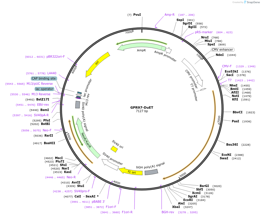 213294-plasmid-map-sequence-id-430905