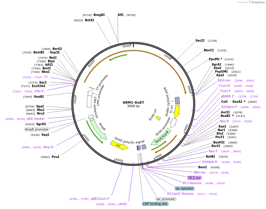 213300-plasmid-map-sequence-id-430906