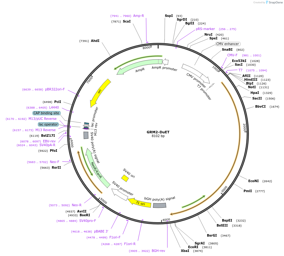 213301-plasmid-map-sequence-id-430907