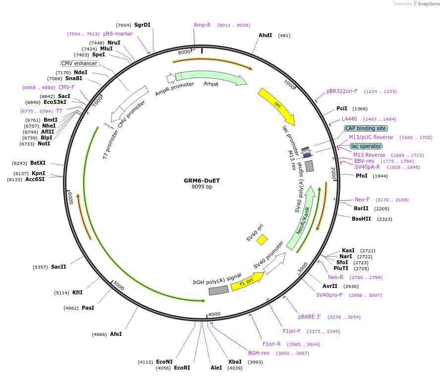 213304-plasmid-map-sequence-id-430908