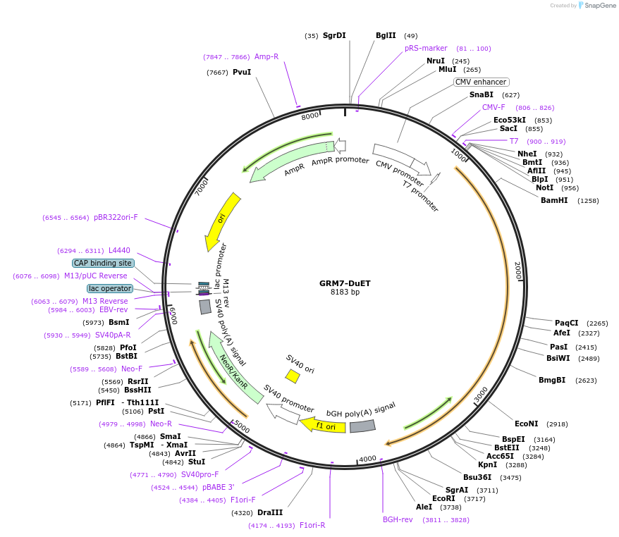 213305-plasmid-map-sequence-id-430909