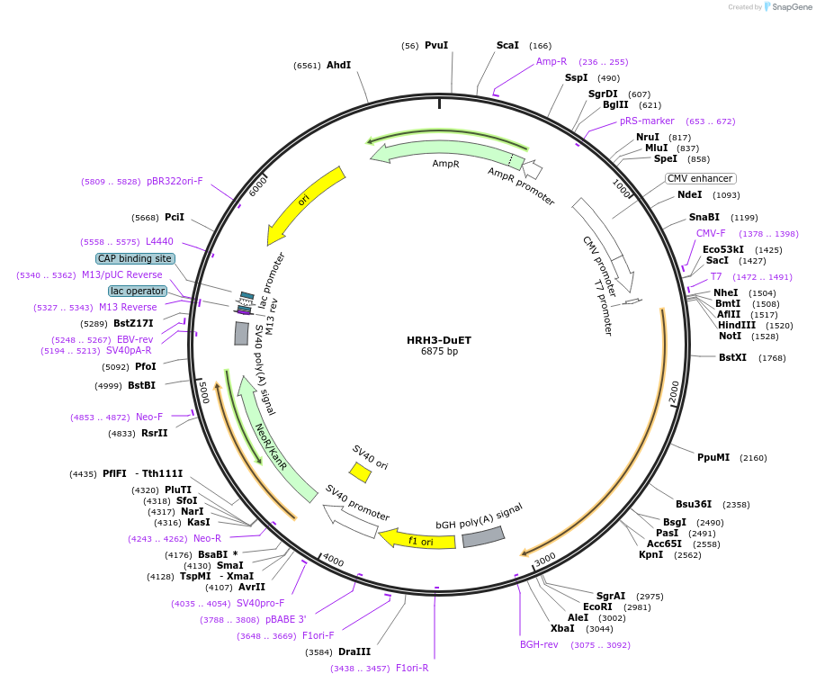 213314-plasmid-map-sequence-id-430910