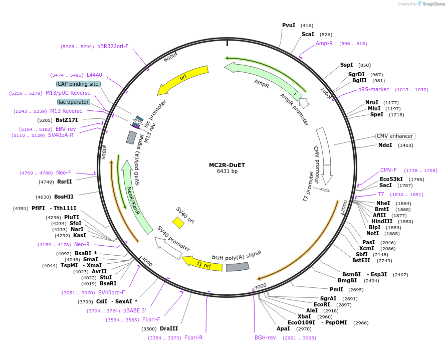 213336-plasmid-map-sequence-id-430911