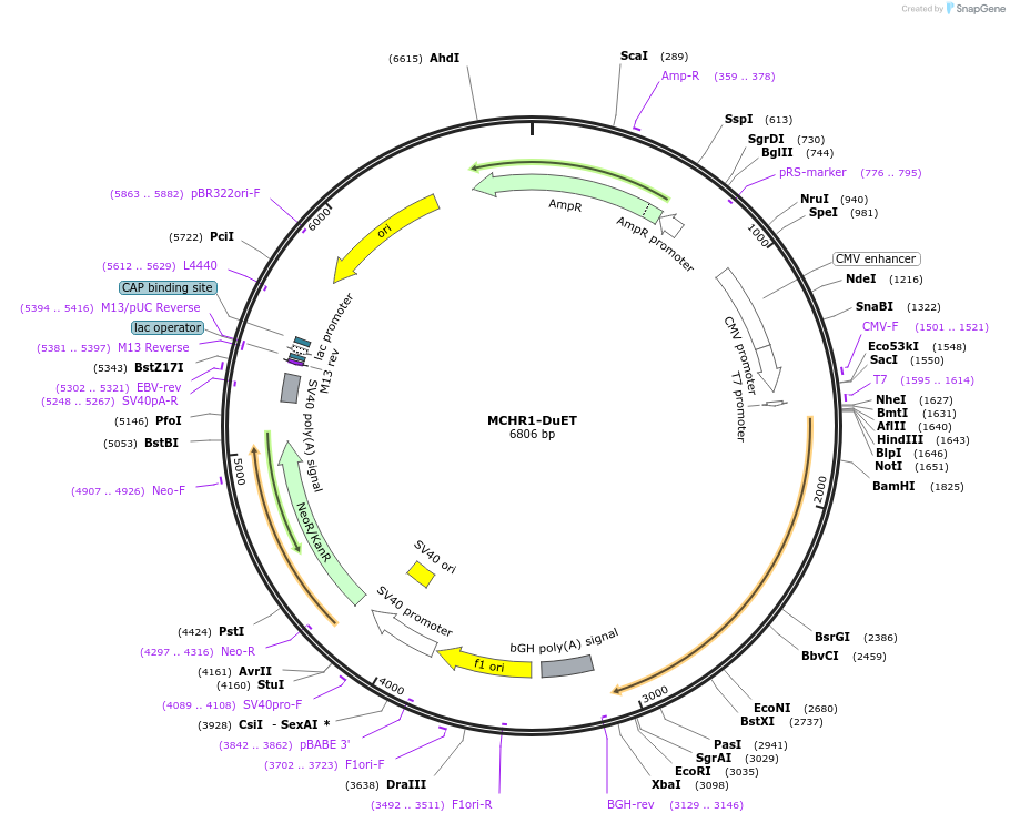 213337-plasmid-map-sequence-id-430912