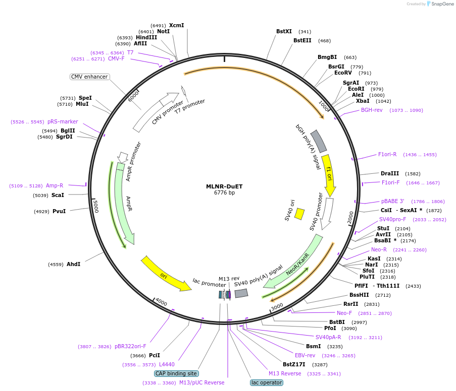 213339-plasmid-map-sequence-id-430913