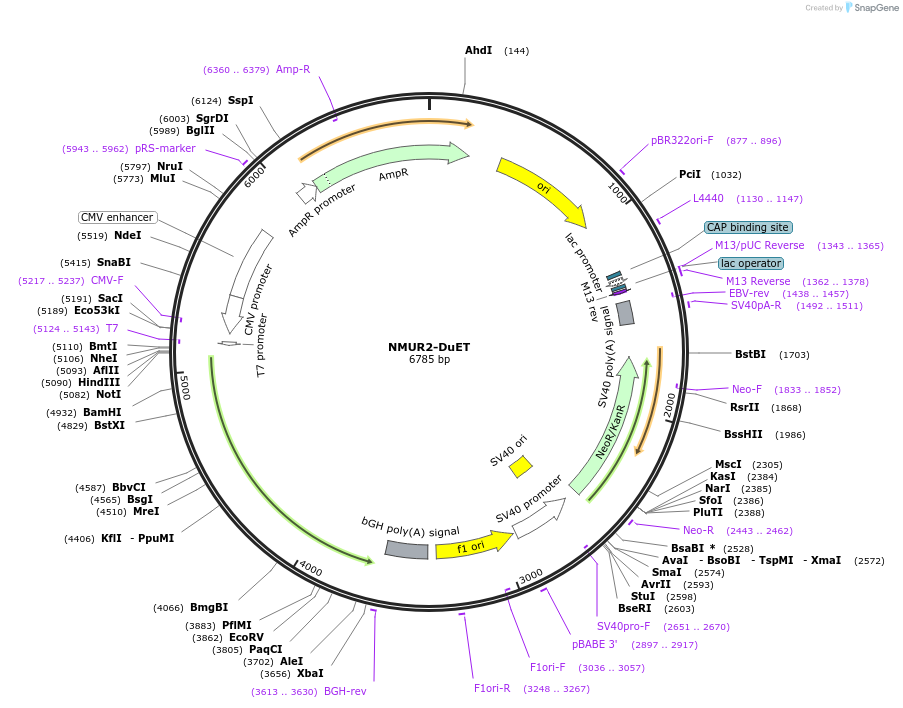 213350-plasmid-map-sequence-id-430914