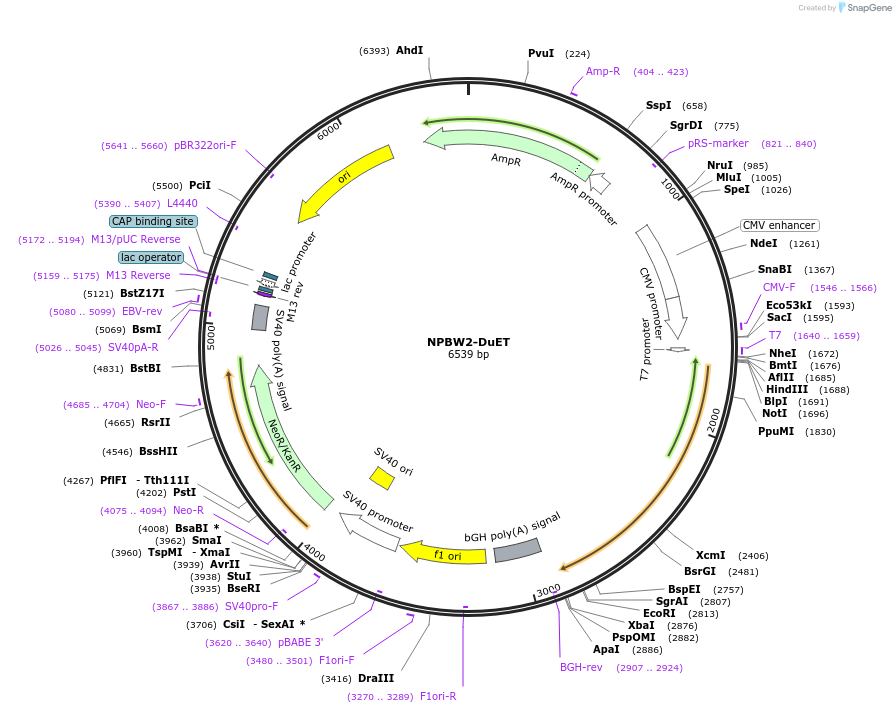 213351-plasmid-map-sequence-id-430915