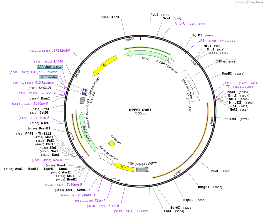 213352-plasmid-map-sequence-id-430916