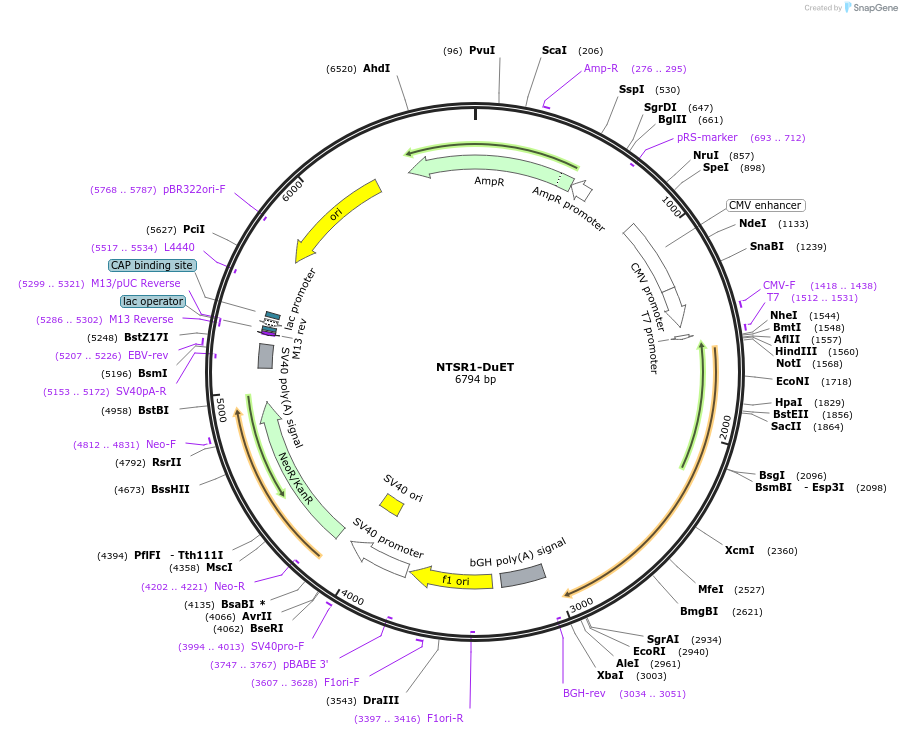 213356-plasmid-map-sequence-id-430917