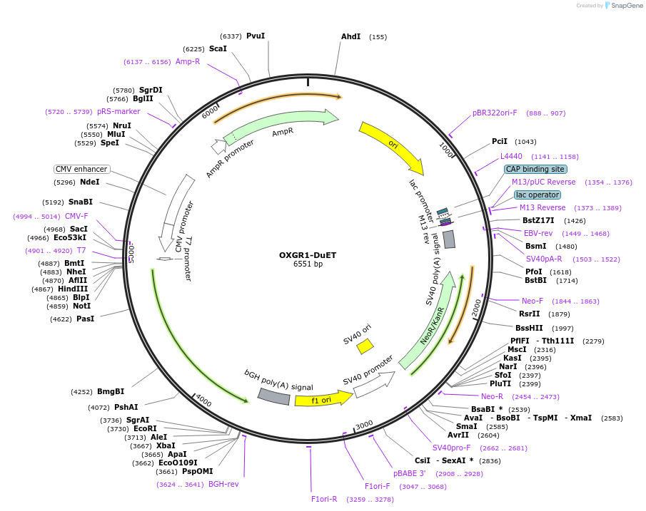 213363-plasmid-map-sequence-id-430918