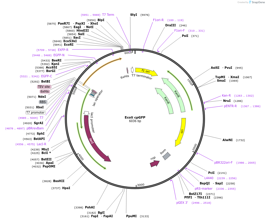 215713-plasmid-map-sequence-id-430923