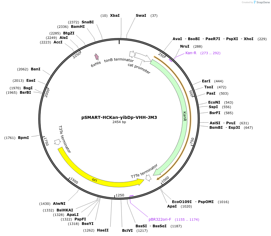 202477-plasmid-map-sequence-id-430938