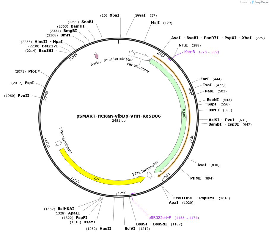 202480-plasmid-map-sequence-id-430939