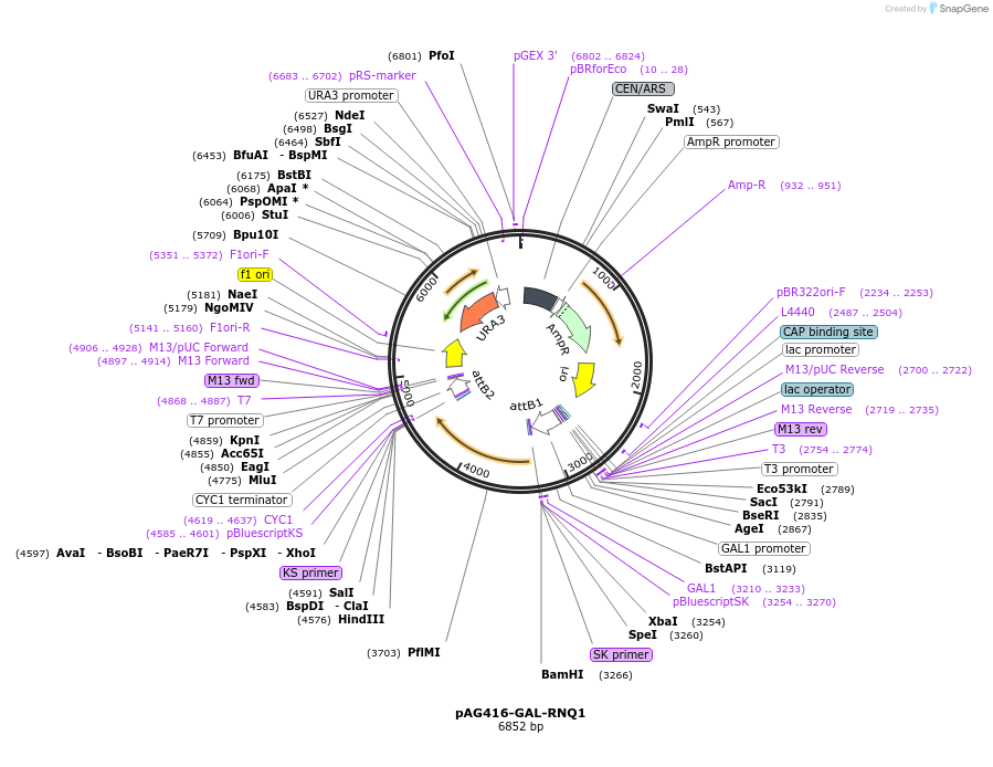181706-plasmid-map-sequence-id-430947