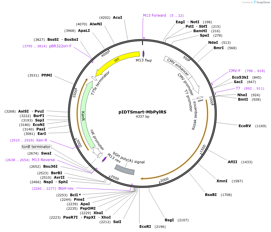 217361-plasmid-map-sequence-id-430949