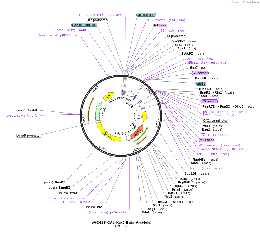 181707-plasmid-map-sequence-id-430950