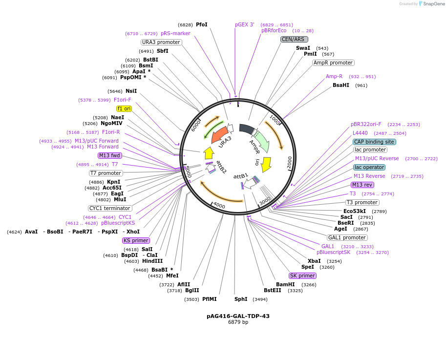 181709-plasmid-map-sequence-id-430952