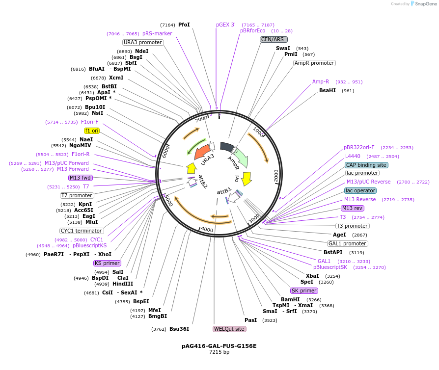 181716-plasmid-map-sequence-id-430956